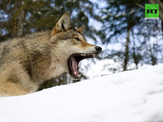 Photo Wladimir Bologov for Russia Today.