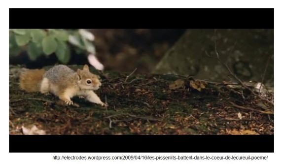 L'Écureuil qu'on voit à 0:27:42 dans le film Le Contrat..