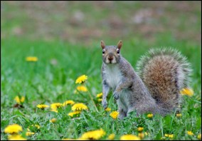 © Copyright Mircea Costina. Lien TrekNature sur l'image.