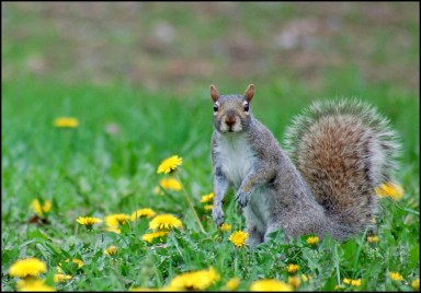 © Copyright Mircea Costina. Lien TrekNature sur l'image.