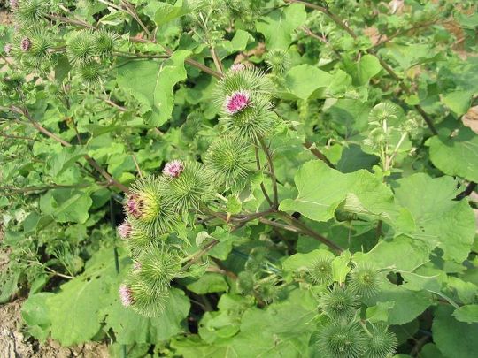 Celle qui garde la rhubarbe sauvage, la bardane (la grande, la petite - celle-ci est une grande), le grachias, l'arctium lappa, the Burdock (great and small - this one is a Great one), the beggar's button, the burr, elle est là...