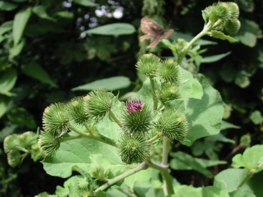Arctium lappa, la Grande Bardane, une grande amie.