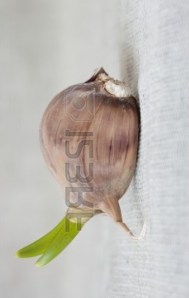 Gousse-d-ail-germee-sur-un-tissu-gris__02