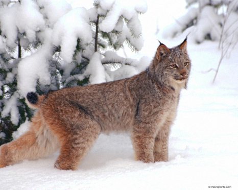Lynx -- Loup-Cervier