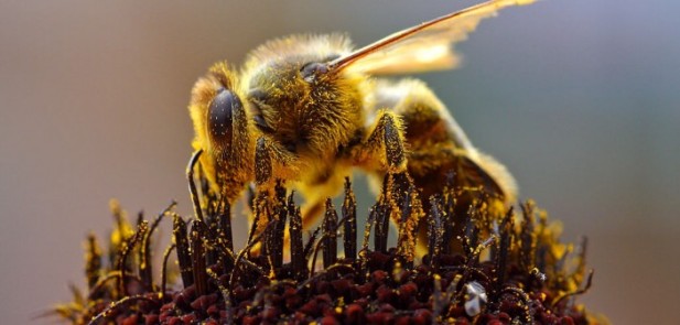 Abeilles_Bees_Collecting_Pollen_