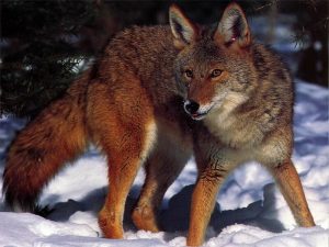Coyote__03