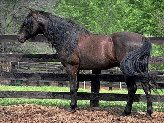 Le cheval de la Nouvelle France. On l'appelle aujourd'hui le cheval canadien. 